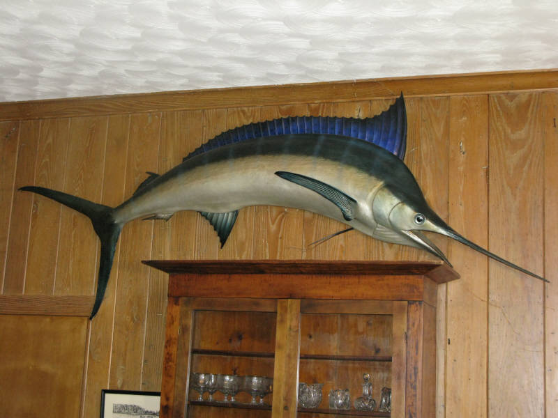 Appraisal: Mounted Trophy Blue Marlin approx - Some expected cracking and