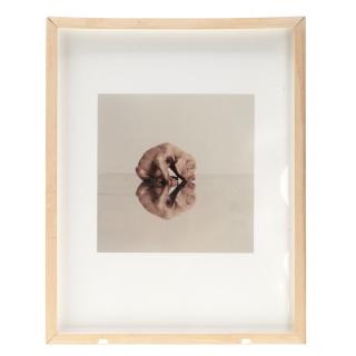 Appraisal: William Wegman photograph William Wegman photograph William Wegman American b