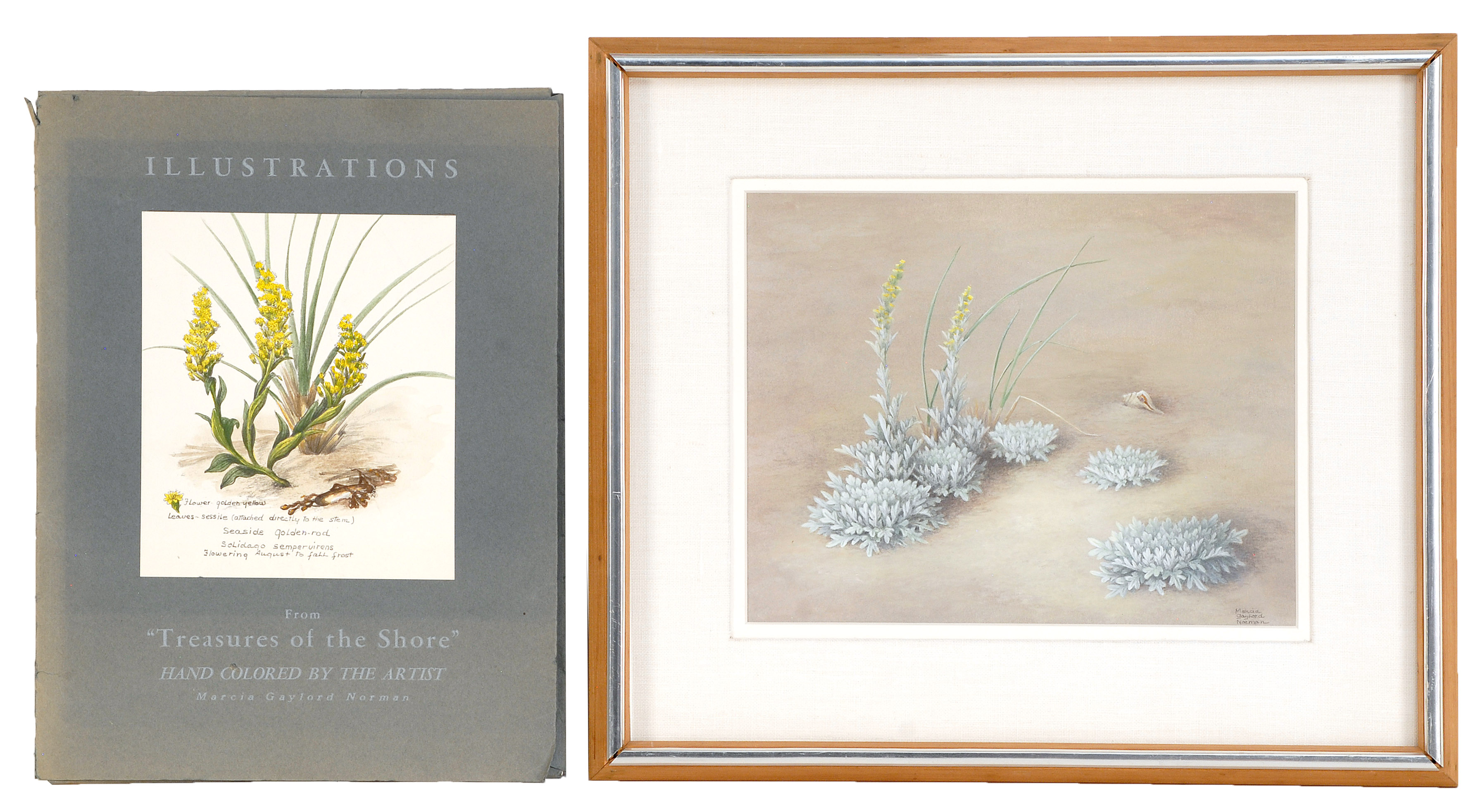 Appraisal: MARCIA GAYLORD NORMANCape Cod th CenturyBeach grass and shells Signed