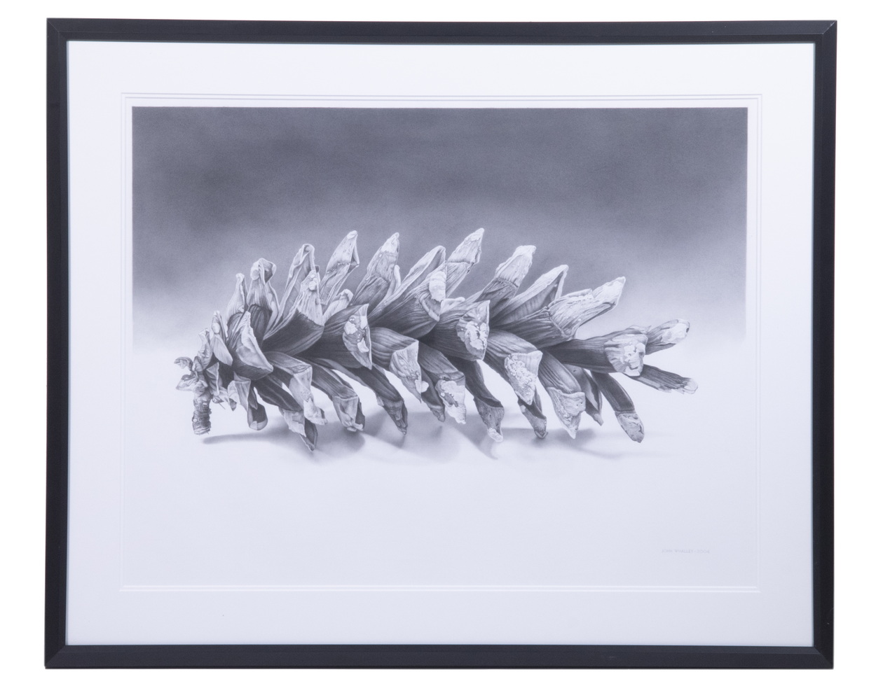 Appraisal: JOHN WHALLEY ME NY BRAZIL - Pine Cone graphite on