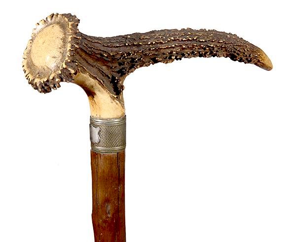 Appraisal: Massive Elk Antler Cane Ca - A large elk antler