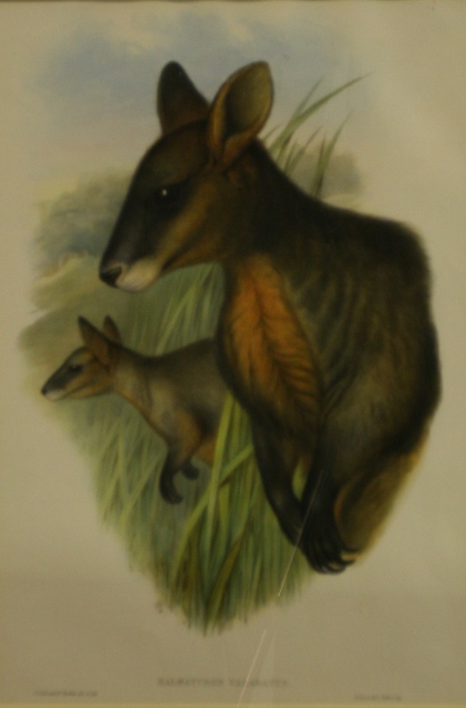 Appraisal: John Gould - Halmaturus Valabatus Black Wallaby lithograph inscribed 'J