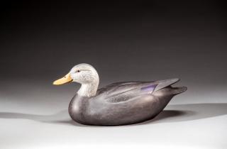 Appraisal: Life-Size Black DuckRobert G Kerr b Smith Falls Ontario Canada