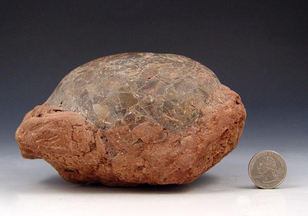 Appraisal: SAUROPOD DINOSAUR EGG Single egg Huang region China '' h