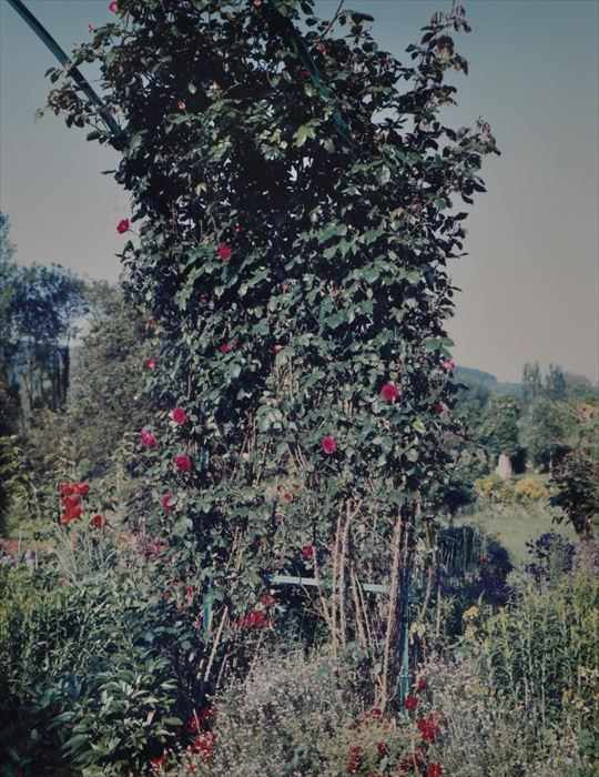 Appraisal: STEPHEN SHORE b GIVERNY RED CLIMBING ROSE Cibachrome print x