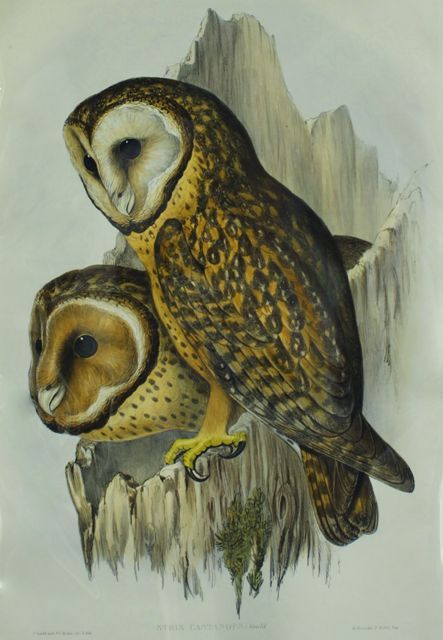 Appraisal: Chestnut-faced Owl Strix Castanops