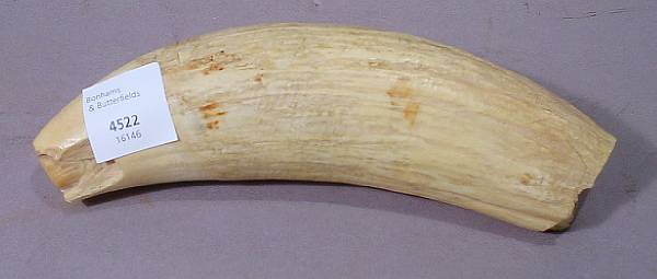 Appraisal: A whale tooth The inch tooth showing chipping at the