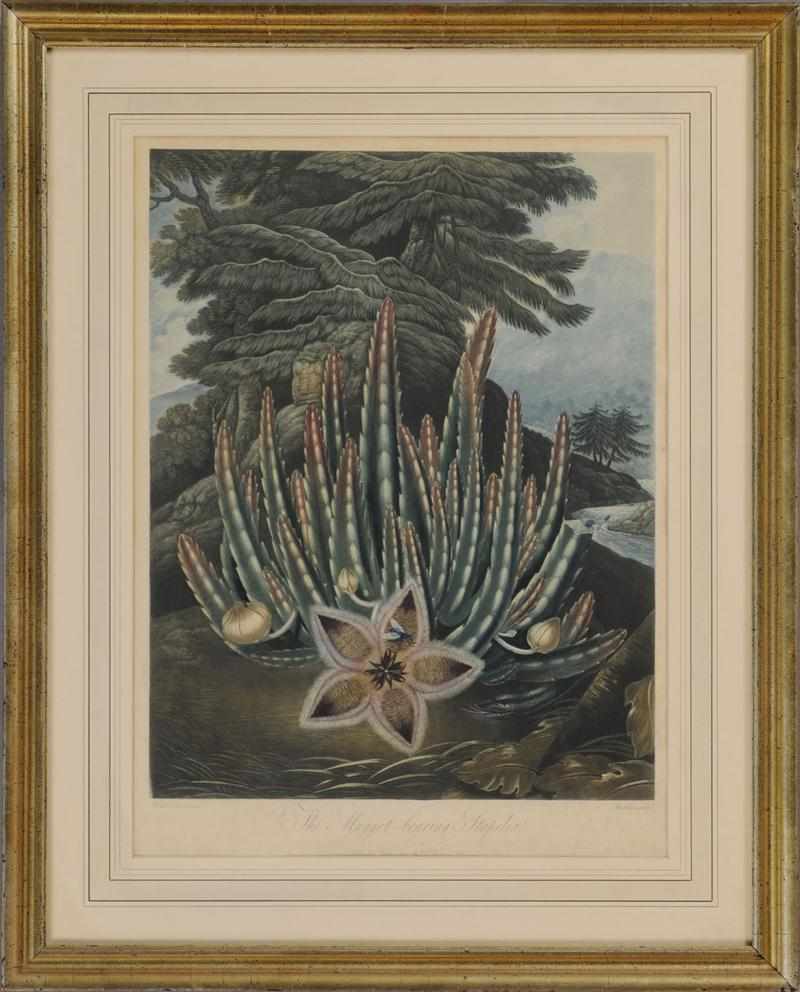 Appraisal: ROBERT JOHN THORNTON - THE MAGGOT-BEARING STAPELIA Aquatint and mezzotint