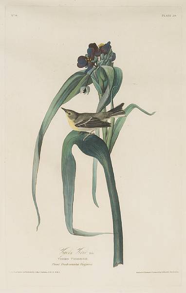 Appraisal: After John James Audubon American - Vigors Vireo Vireo Vigorsii