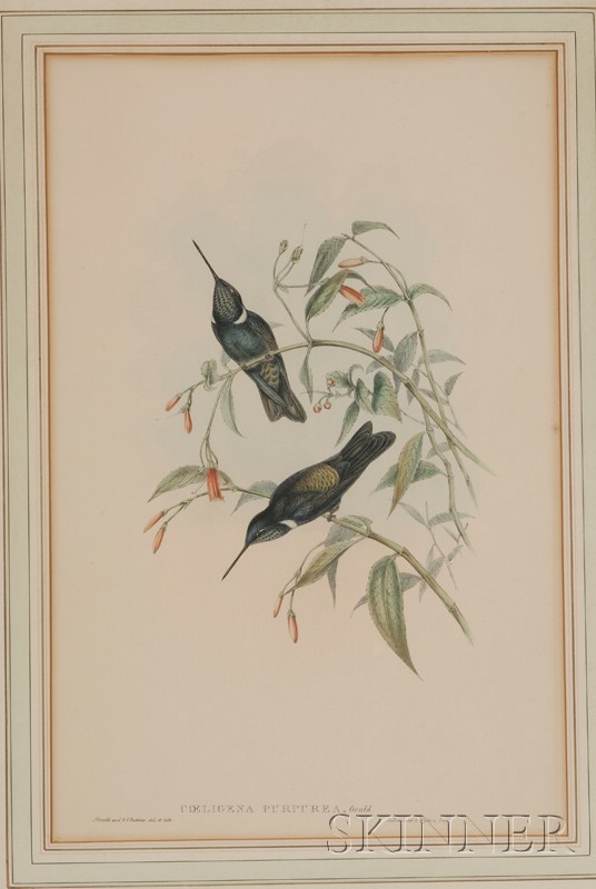 Appraisal: Ornithological Gould J Richter H C Two prints Amazilia Corallirostris