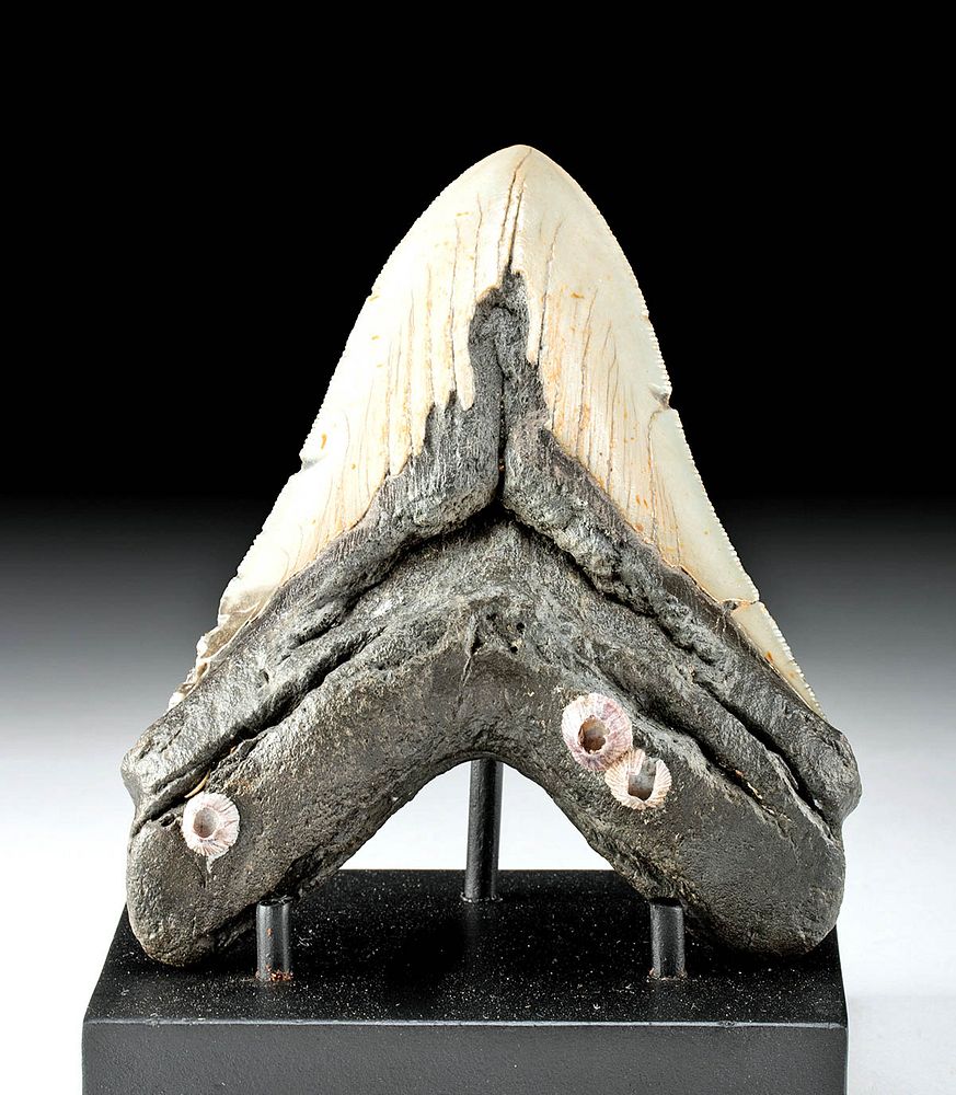 Appraisal: Fossilized Megalodon Tooth w Barnacles Ancient Seas Middle Miocene to