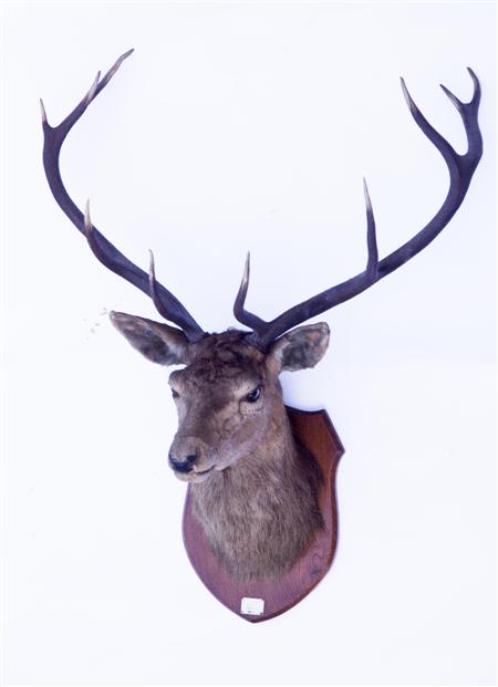 Appraisal: MOUNTED STAG'S HEAD EARLY TH CENTURY mounted on an oak