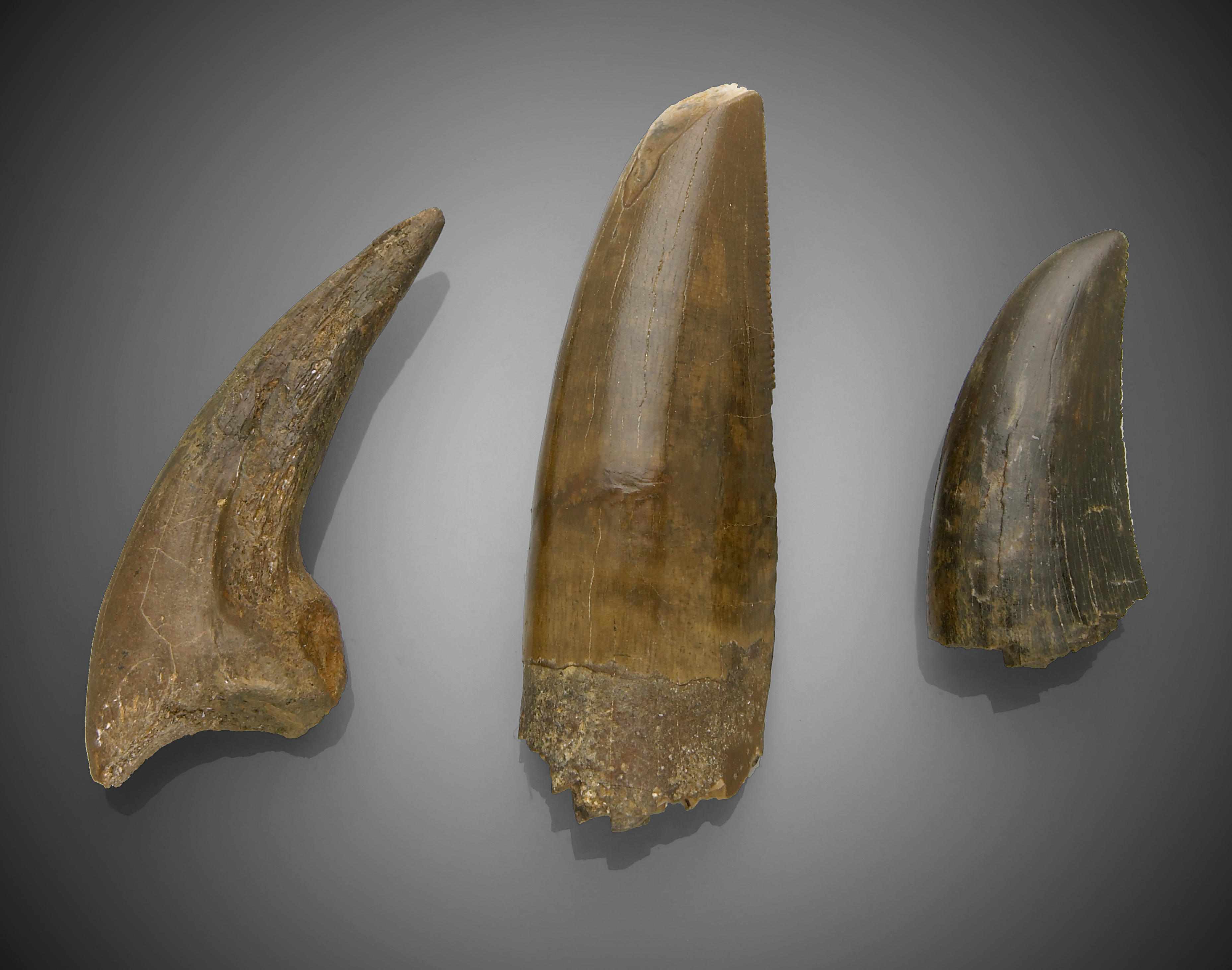 Appraisal: Two T rex Teeth together with One T rex Claw