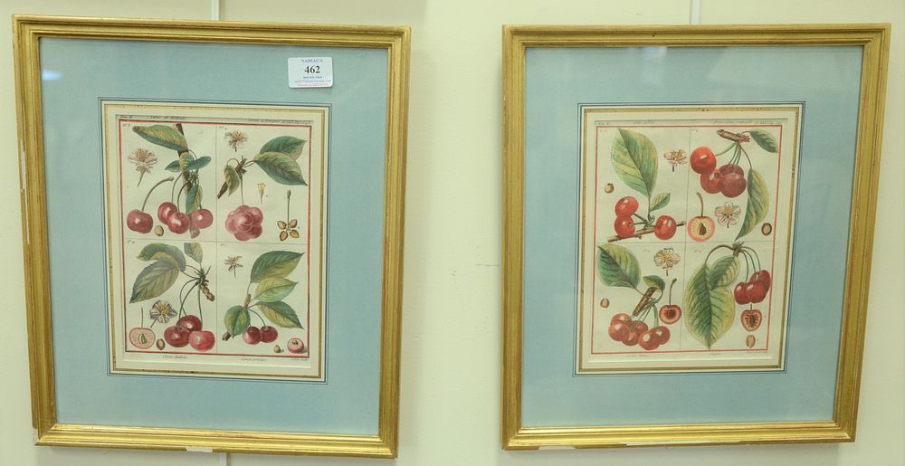 Appraisal: Six Botanical Fruit Engravings each hand-colored two by Poiteau and