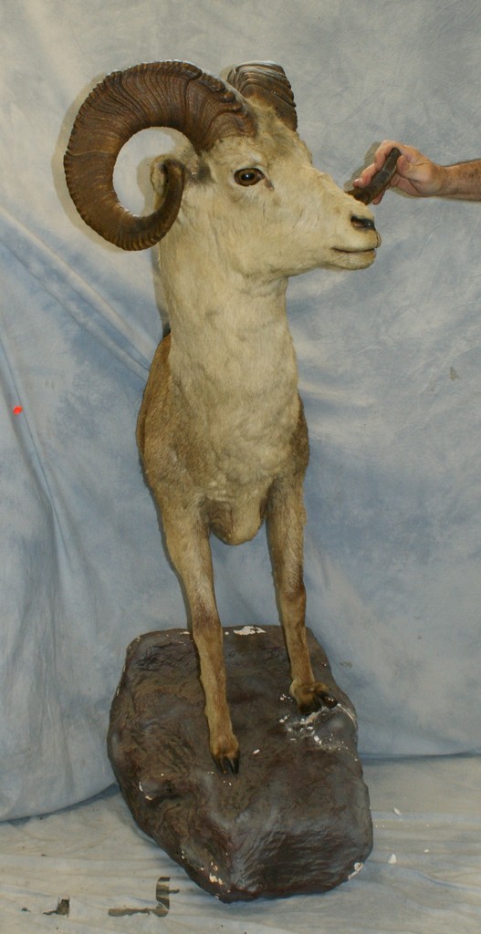 Appraisal: Half body mount of a bighorn mountain sheep