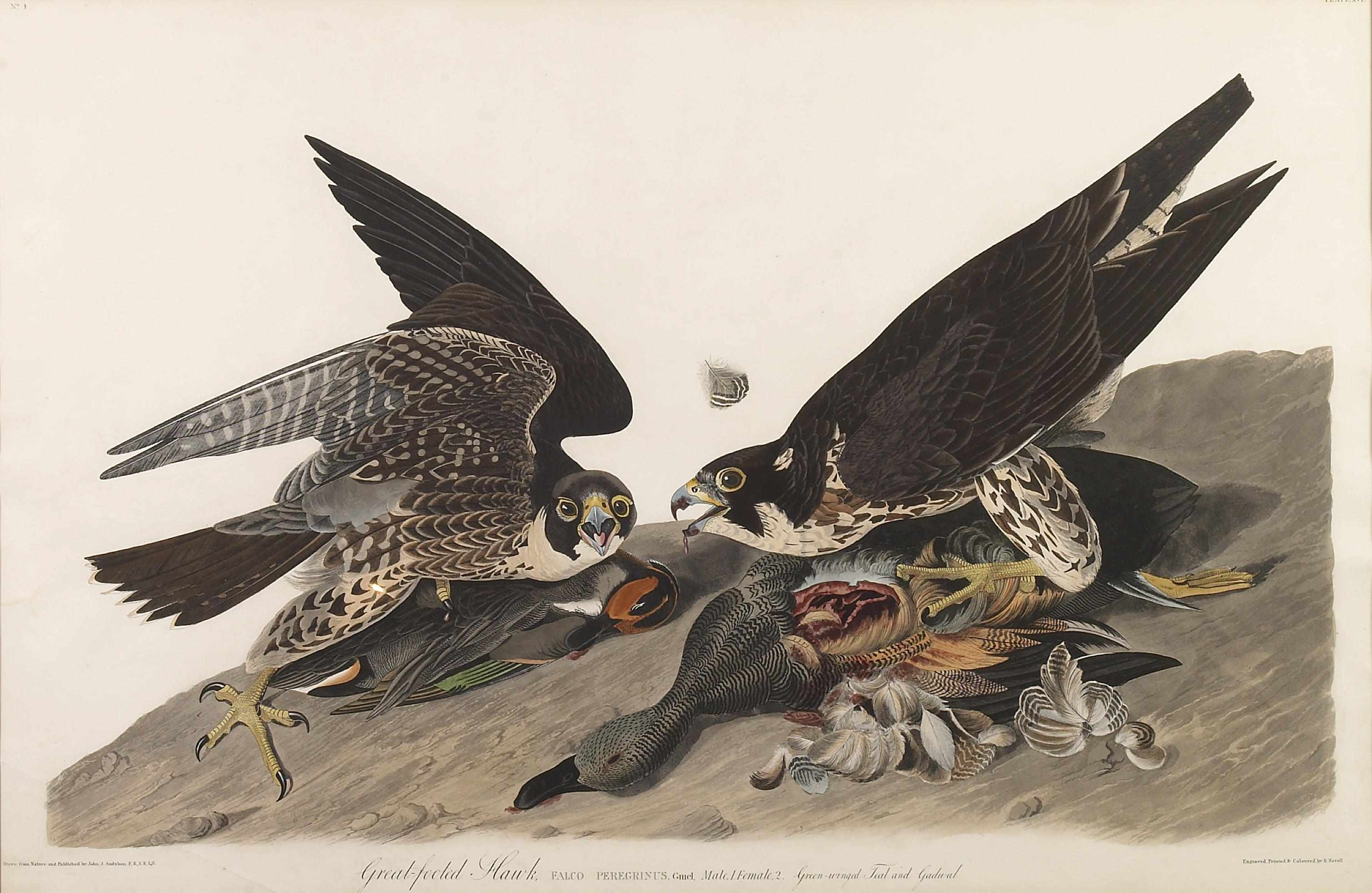 Appraisal: After John James Audubon American - Great-Footed Hawk Pl From