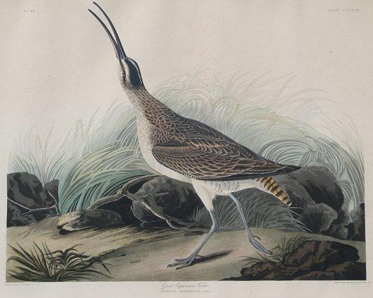 Appraisal: J J AUDUBON GREAT ESQUIMAUX CURLEW HANDCOLORED ENGRAVING WITH AQUATINT