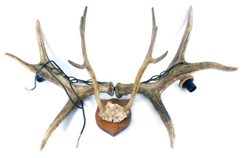 Appraisal: A set of mounted antlers on shield plaque cm deep