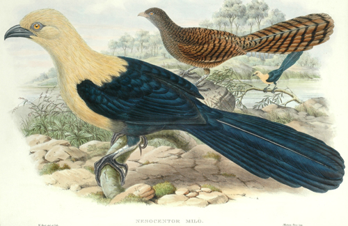 Appraisal: John Gould - Nesocentor Milo Solomon Island Lark Heeled Cuckoo