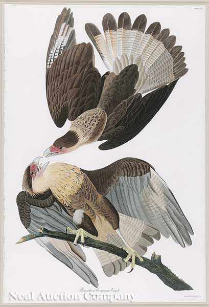 Appraisal: John James Audubon American - Brazilian Caracara Eagle Plate CLXI