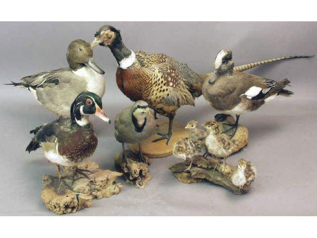 Appraisal: Large collection of bird mounts Estimate -