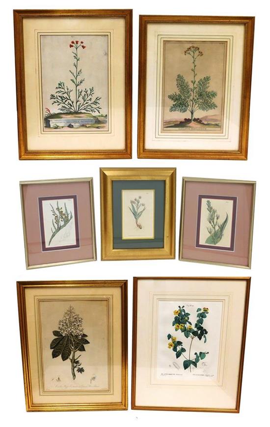 Appraisal: Seven th C hand-colored botanical prints Dr Robert John Thornton