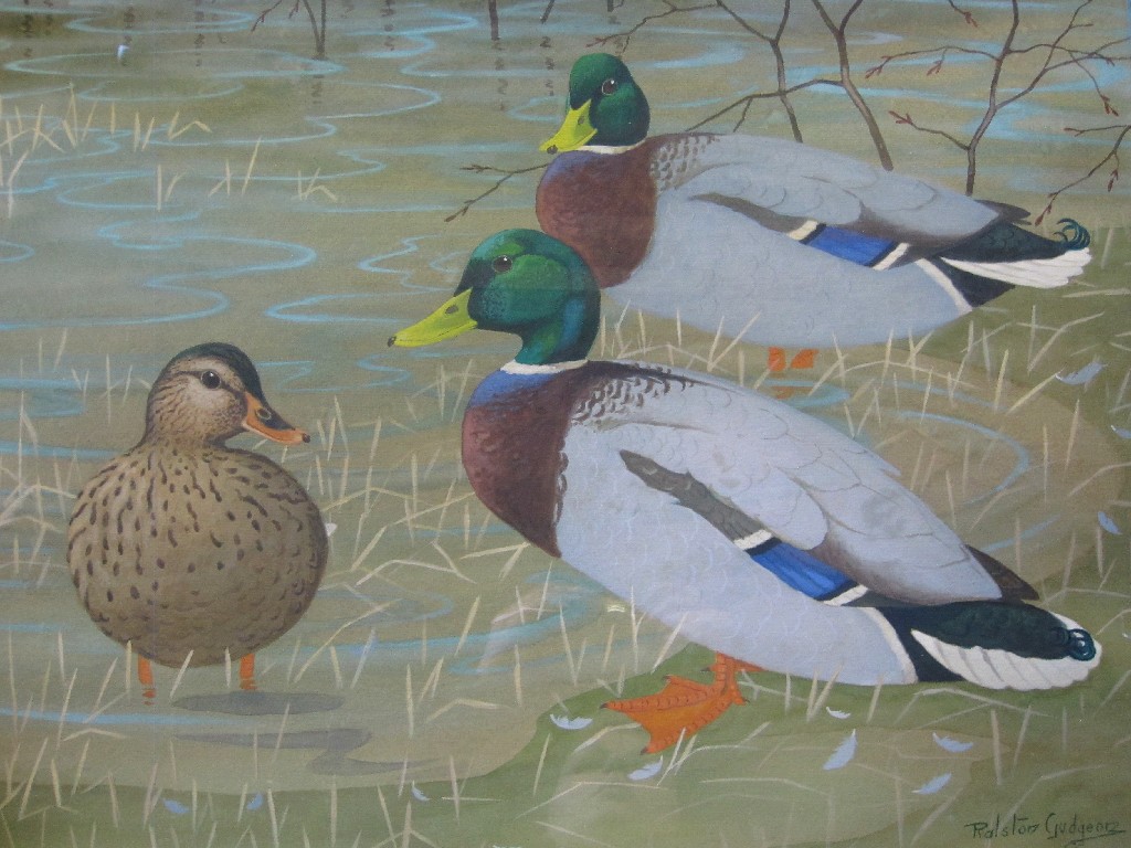 Appraisal: RALSTON GUDGEON RSW Watercolour 'Mallards' signed x