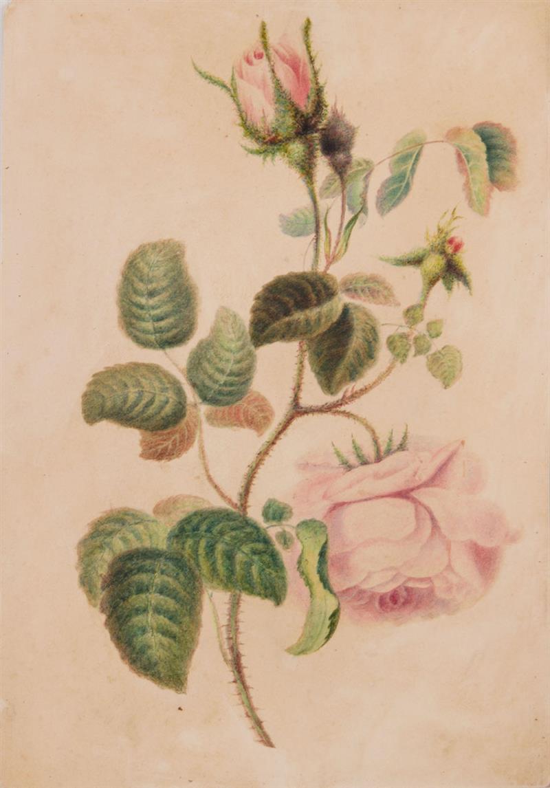 Appraisal: EUROPEAN SCHOOL ROSE Watercolor and colored pencil on card unsigned