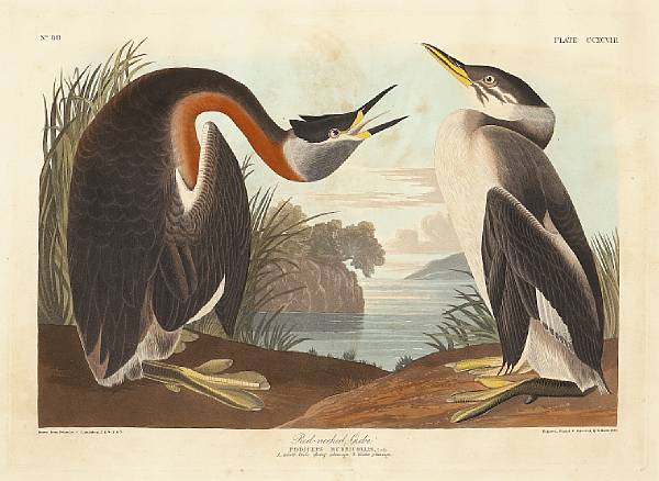 Appraisal: After John James Audubon American - Red-Necked Grebe Podiceps Rubricollis