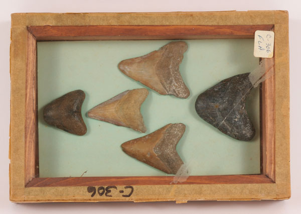 Appraisal: Five fossilized shark's teeth found in Bradenton FL approx million