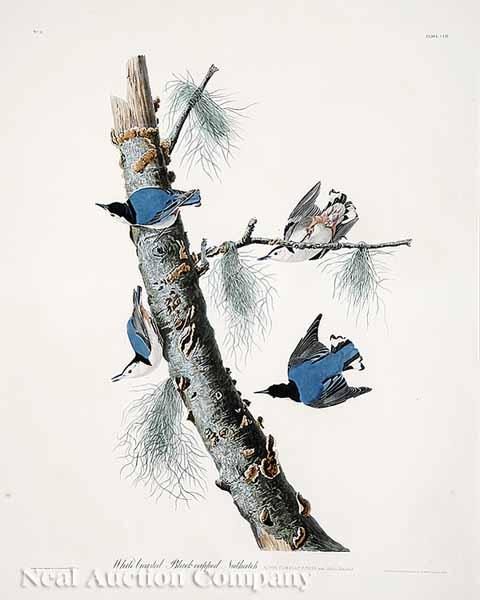 Appraisal: After John James Audubon American - White-Breasted Black-Capped Nuthatch No