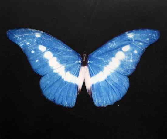 Appraisal: Damien Hirst b colour print Blue Butterfly singed in pencil