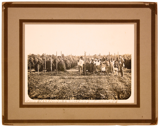 Appraisal: PHOTOGRAPHY Black Workers Harvesting Peanuts Silver print x - inches