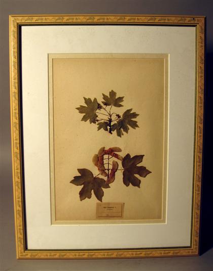 Appraisal: Set of eight mounted botanical specimens th century Some examples