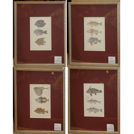 Appraisal: Artist Unknown FISH STUDIES Four hand-colored engravings Estimate -