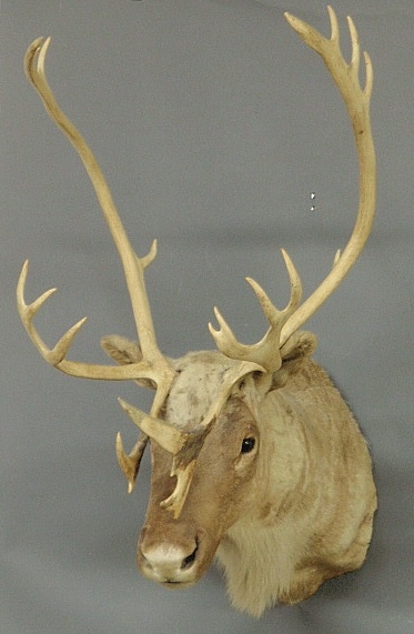 Appraisal: - Caribou head taxidermy mount h x w -