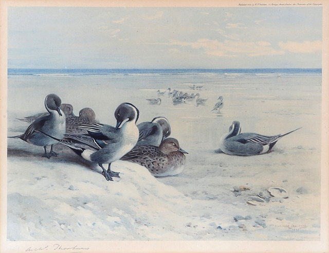 Appraisal: AFTER ARCHIBALD THORBURNWater fowl a group of three colour prints