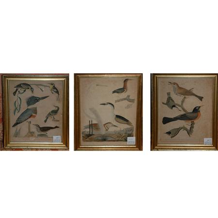 Appraisal: After A Wilson BIRD STUDIES Three hand-colored engravings Estimate -