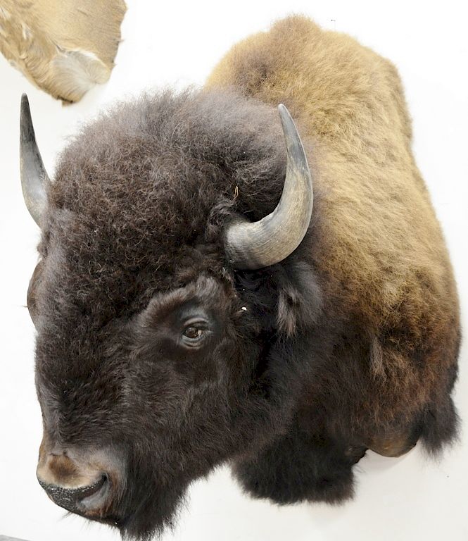 Appraisal: American Bison taxidermy shoulder mount dp in American Bison taxidermy