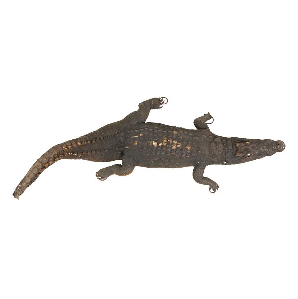 Appraisal: Y TWO TAXIDERMY NILE CROCODILES LATE TH EARLY TH CENTURY