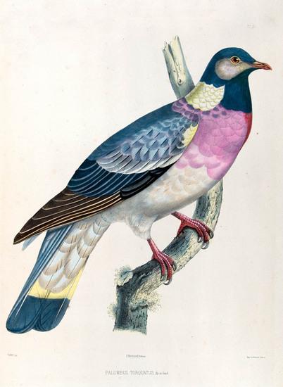 Appraisal: BONAPARTE Charles Lucien Iconographie de Pigeons Paris P Bertrand Folio