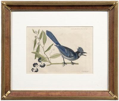 Appraisal: Mark Catesby engraving British - quot The Crested Jay Blue