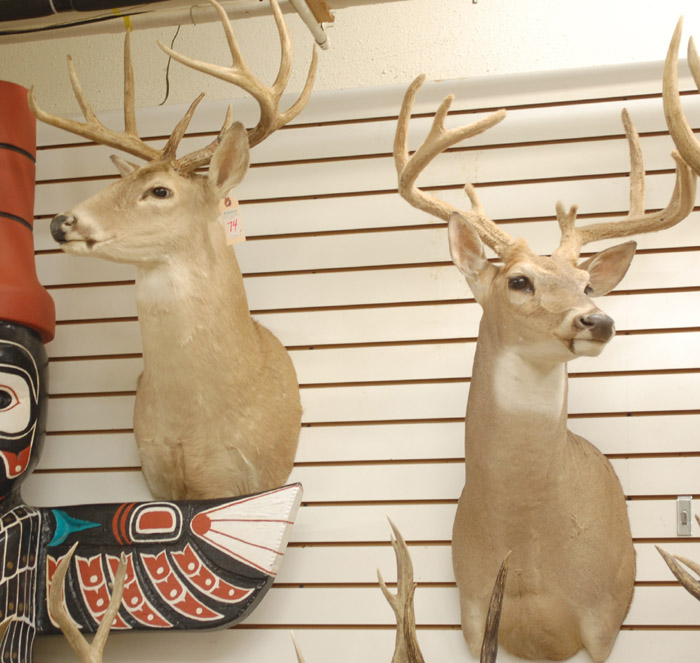 Appraisal: TWO WHITETAIL DEER TROPHY MOUNTS each a head mount with