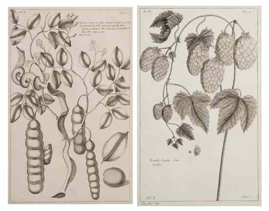 Appraisal: BOTANY FRENCH BUCHOZ PIERRE JOSEPH A group of engraved prints