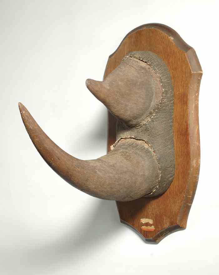 Appraisal: PRE-BAN BLACK RHINOCEROS HORN SET diceros bicornis the -horn set