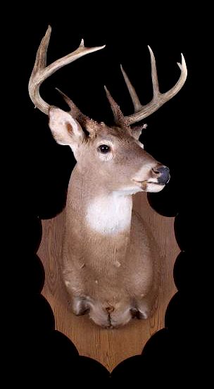 Appraisal: Montana Whitetail Deer Shoulder Trophy Mount For bidding in this