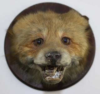 Appraisal: Red fox shoulder mount To Benefit the Shelburne Museum Acquisition