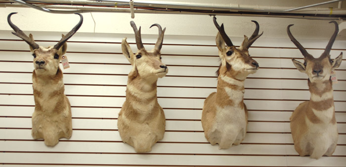 Appraisal: FOUR PRONGHORN ANTELOPE game trophy head mounts with horns