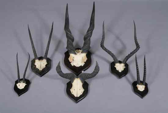 Appraisal: COLLECTION SIX AFRICAN FRONTAL HEADS WITH SKULL SECTIONS each mounted