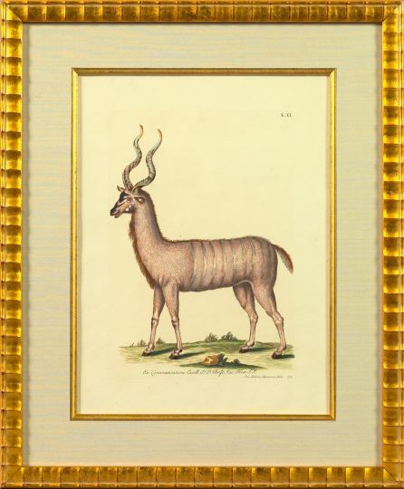 Appraisal: Georg-Wolfgang Knorr German - Antelope hand-colored copper engraving Germany sight